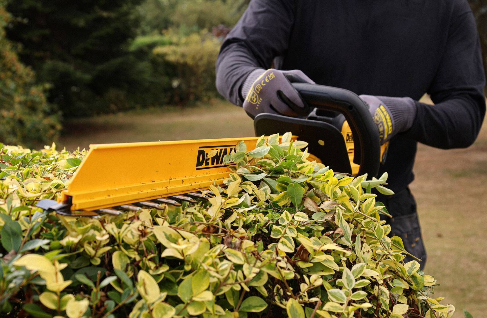 Person trimming a hedge outdoors with a yellow DEWALT hedge trimmer.